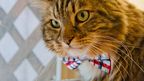 Senatorial aspirant Hank the Cat. 