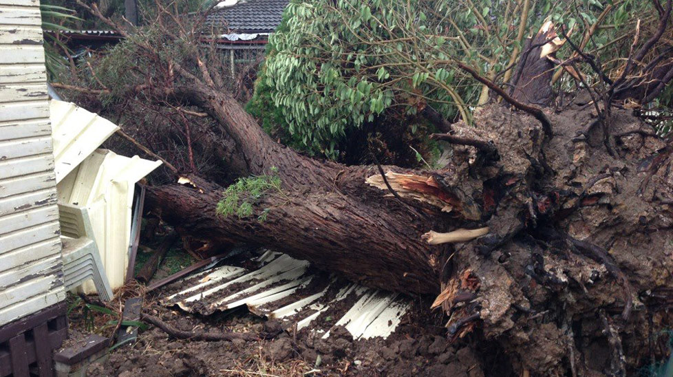 A fallen tree wreaks havoc to a Cambridge Park backyard.