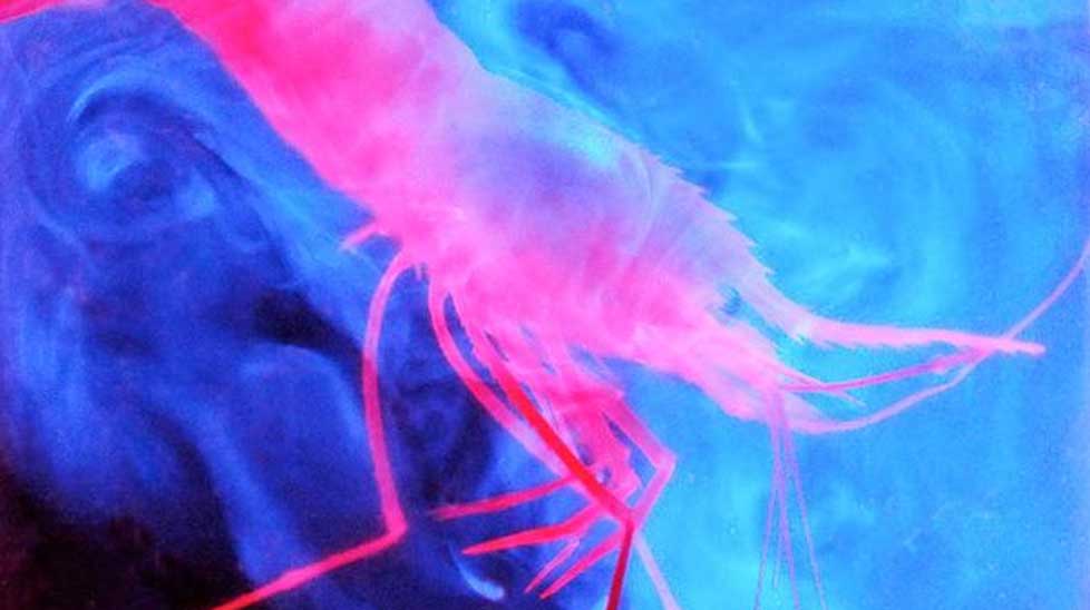 This deep sea shrimp Parapandalus excretes a glowing cloud of organic matter.