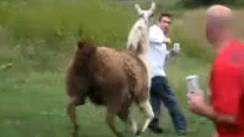 This man gets some unwanted attention from a llama 