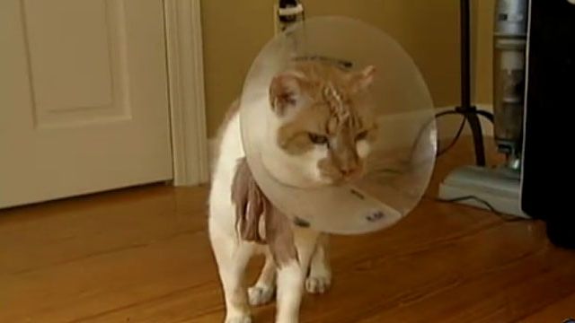 The cat recovers after the fire.