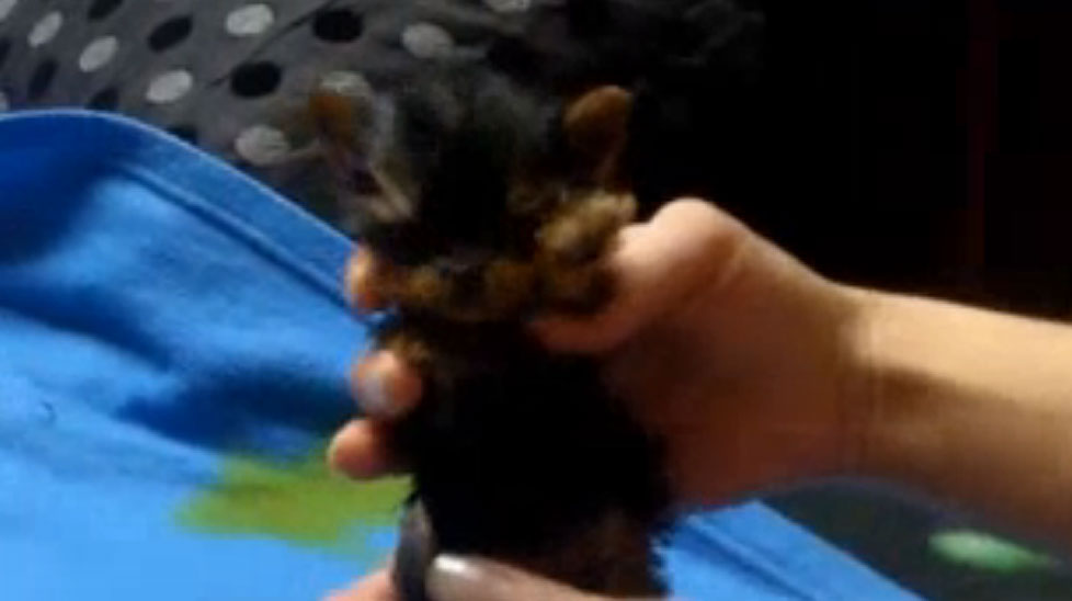 Small dog from Poland.
