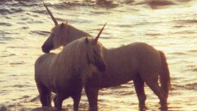 Two 'purebred' unicorns for sale - Talk about a Bargain! 0512_unicorns_s