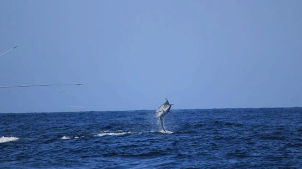 A fishing boat off the coast of Panama set its sights on this black marlin fish last Thursday. (Marlin magazine)