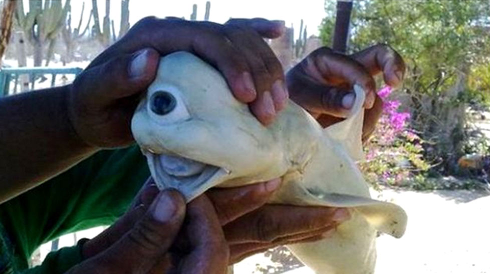 Video slideshow: This albino Cyclops shark is one of many amazing shark videos.