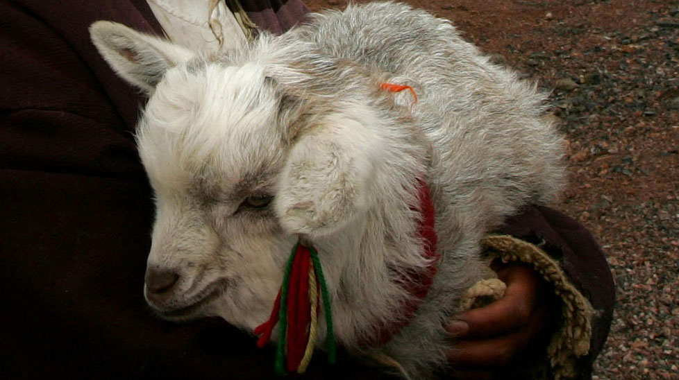 A baby goat. (AAP)