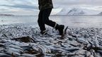 The fish are believed to have died due to a lack of oxygen. (AAP)