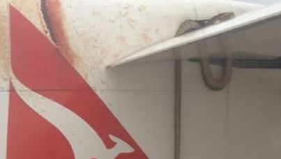 The python was dead when the plane arrived in Port Moresby.