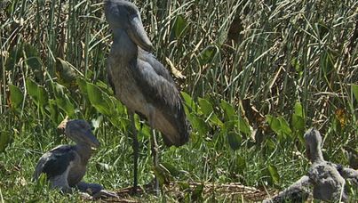In this scene a shoebill chooses to only feed her strongest chick.