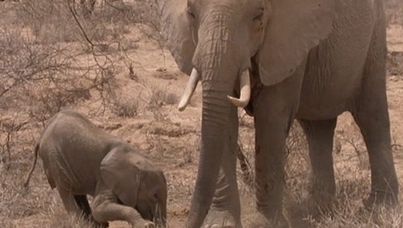 A scene in the Africa series in which a mother elephant mourns her dying calf has reduced viewers to tears.