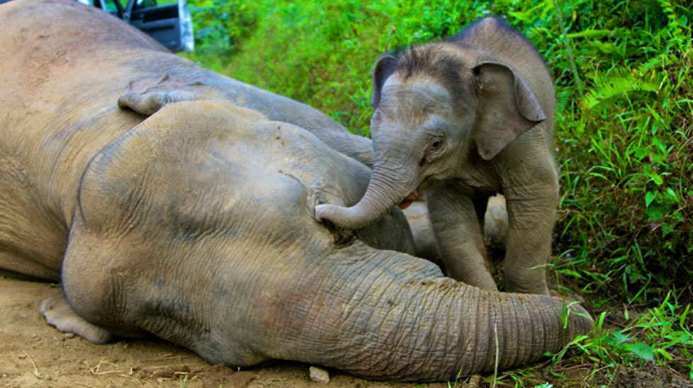 The elephant calf was found by its mothers side. (AAP)