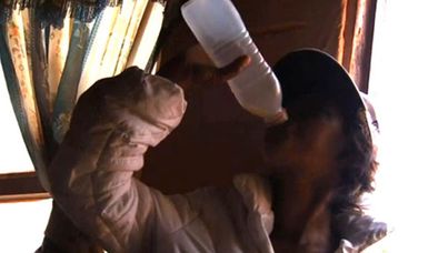 Pregnant South African women are drinking large quantities of alcohol to harm their unborn babies