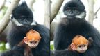Baby monkey Nuoc with one of the older Francois Leaf-monkeys at Sydney's Taronga Zoo after keepers made the difficult decision to rear her by hand. (Taronga Zoo)