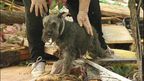 Beloved pets pulled from wreckage after disasters