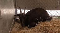 The goat caused a four-car accident on a New Jersey highway.