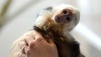 Justin Bieber's capuchin monkey 'Mally' in a home for animals in Munich. (Getty)