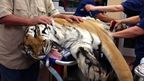Ty, a 180kg tiger, is sedated as surgeons prepare to remove the hairball. (AAP)