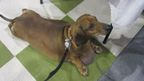 After his weight loss but before his surgery, Obie carting around masses of excess skin. (Biggest Loser, Doxie Edition)