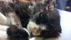 On top of the horrific attack, the kitten was also undernourished.