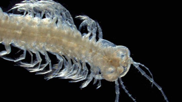 The crustaceans are found in underwater caves of the Caribbean, Canary Islands and Australia. (Supplied)