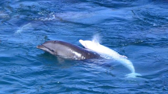 2201_dolphin1_sp.ashx