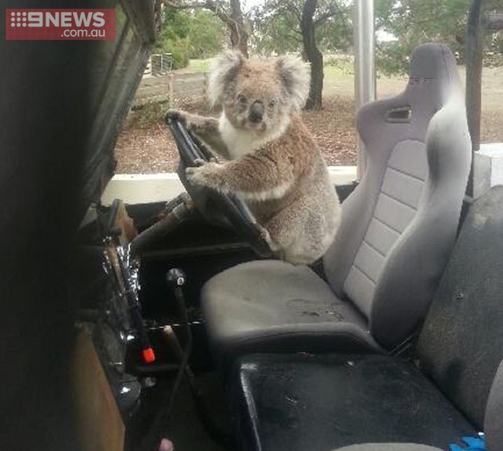 Sam Box found this furry intruder in the family Land Rover when he got home from school. (9NEWS)