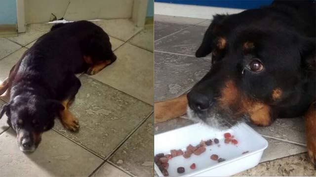 <p>A loyal dog that waited for three weeks outside a hospital for its owner had no way of knowing the man had died. </p><p>
The faithful Rottweiler sat in silent vigil for its owner who had been taken to hospital in Sao Paulo in Brazil after first following the ambulance that carried the owner there. </p><p>


Despite bad weather the sad pup sat and watched the door fruitlessly waiting for its owner to emerge. </p><p>
Luisa Mell, who runs a local animal welfare group, came to the dog's aid after its long wait in the hope of finding him a new home, The Dodo reports. </p><p>
