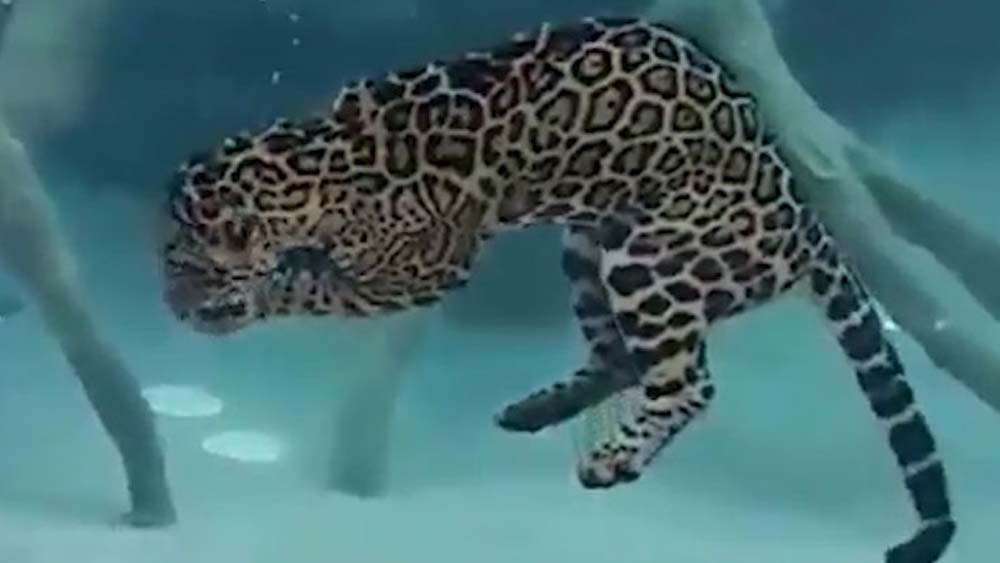 Jaguar holds breath underwater for unexpectedly long time - 9Pickle
