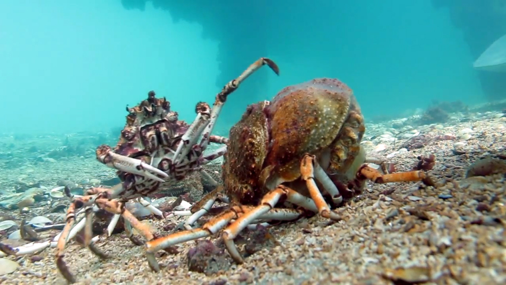 Petition · Support NO-TAKE of Australia's Iconic Spider Crabs during their  Moulting Season ·