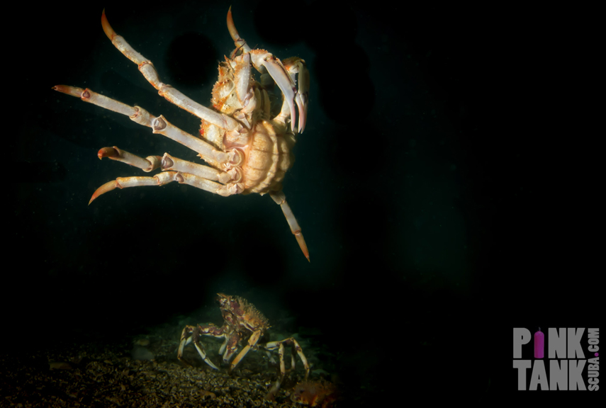 Petition · Support NO-TAKE of Australia's Iconic Spider Crabs during their  Moulting Season ·