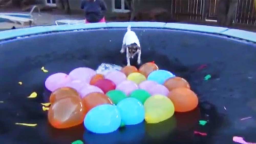 Битва шаров. Битва водяными шарами. Water Balloon Combat. Шредер шаров бтд6. Initiation Pops.