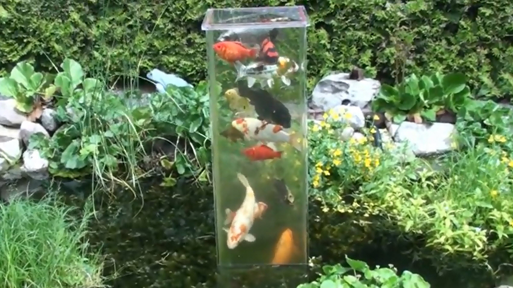 An antigravity chamber lets koi be a part of our world 9Pickle