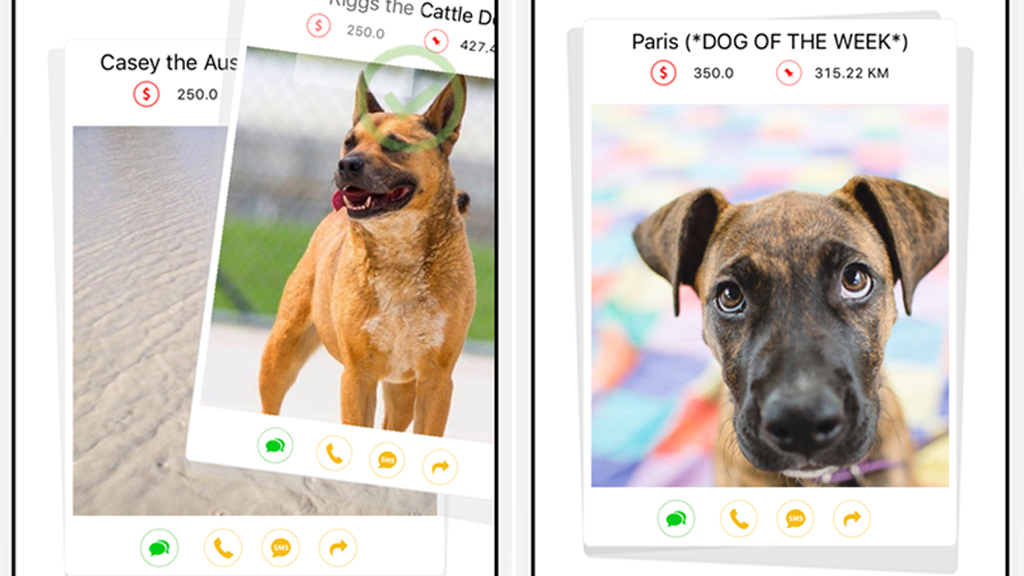 New Australian app described as 'Pet Tinder' makes adopting animals easier