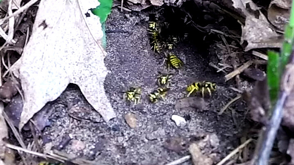 Yellow jacket wasps unleash fury on cameraman - 9Pickle