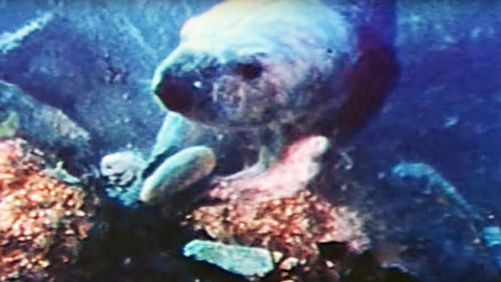 Underwater footage shows how sea otters use rocks as tools - 9Pickle