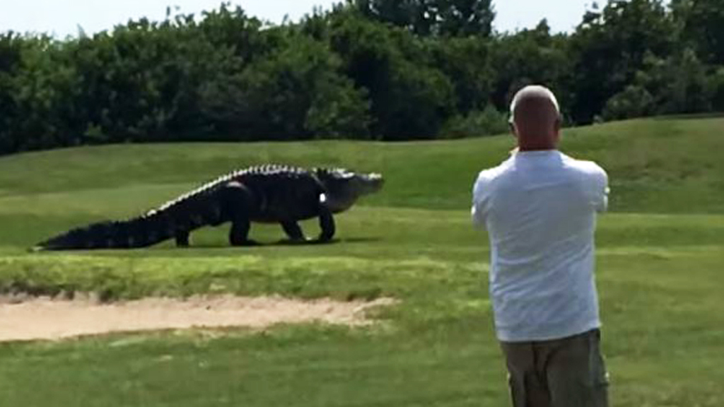 Golfers stand by as giant alligator disrupts their game - 9Pickle