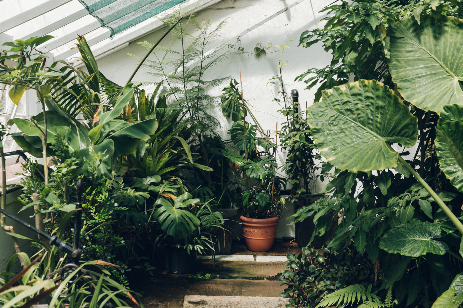 Five plant obsessed Instagram accounts to follow - 9Homes