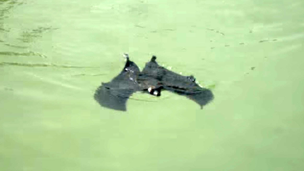 Wild bat reveals hidden talent in the water 9Pickle