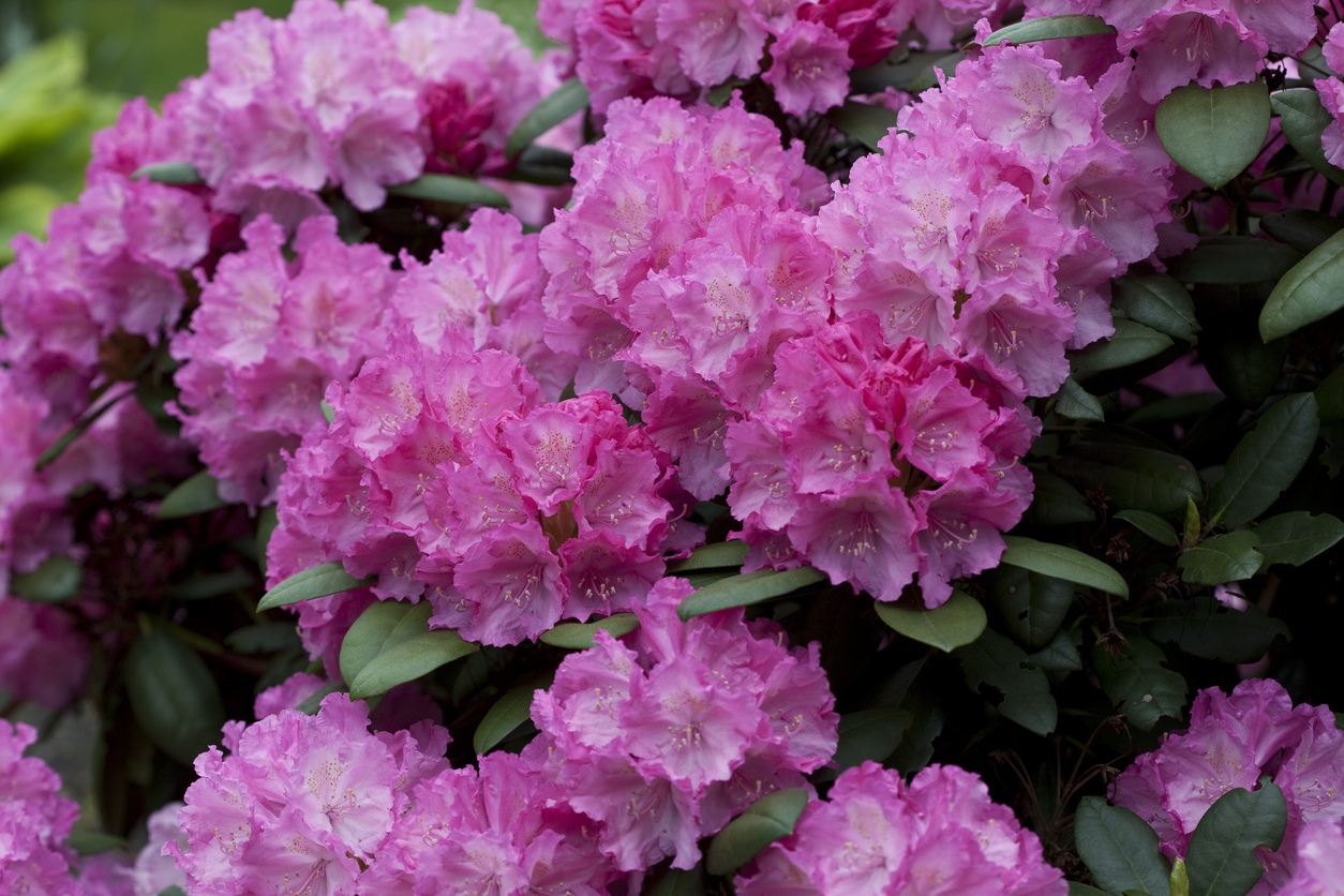 Amazing 125-year-old 'Lady Cynthia' rhododendron bush becomes internet ...