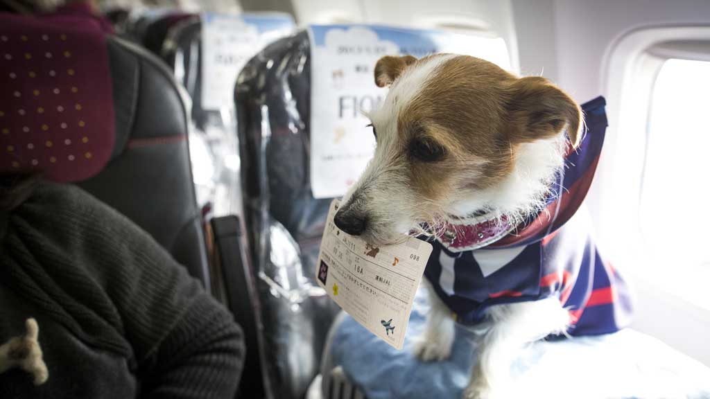 Korean Air Debuts Frequent Flier Program For Pets 9travel