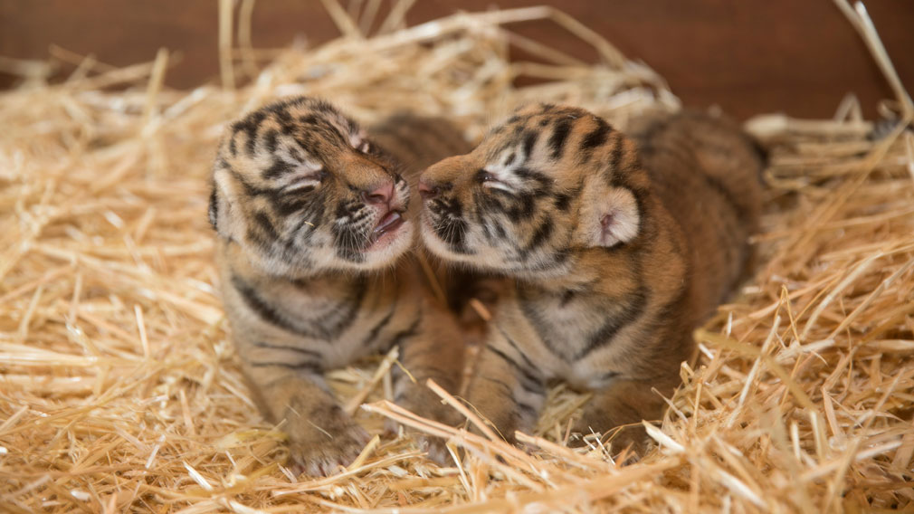 Dreamworld's newborn tiger cubs snuggle up to mum