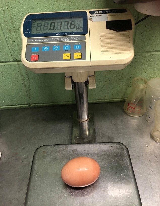 Australian Farmer Finds Giant Egg Three Times Bigger Than Usual