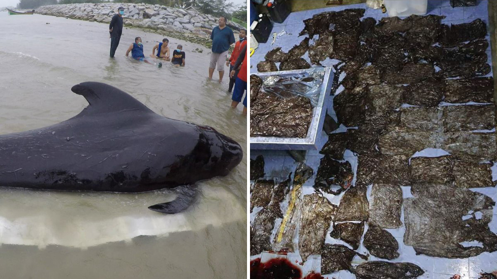 Whale found dead in Thailand waters had 80 plastic bags in stomach