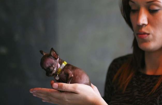 Miracle Milly: Worlds smallest dog cloned 49 times
