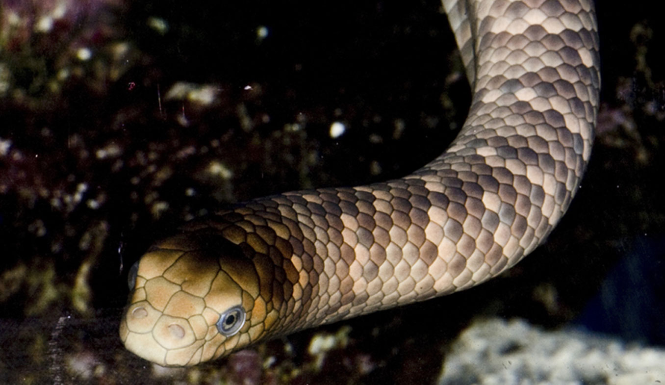 Man killed by sea snake in NT