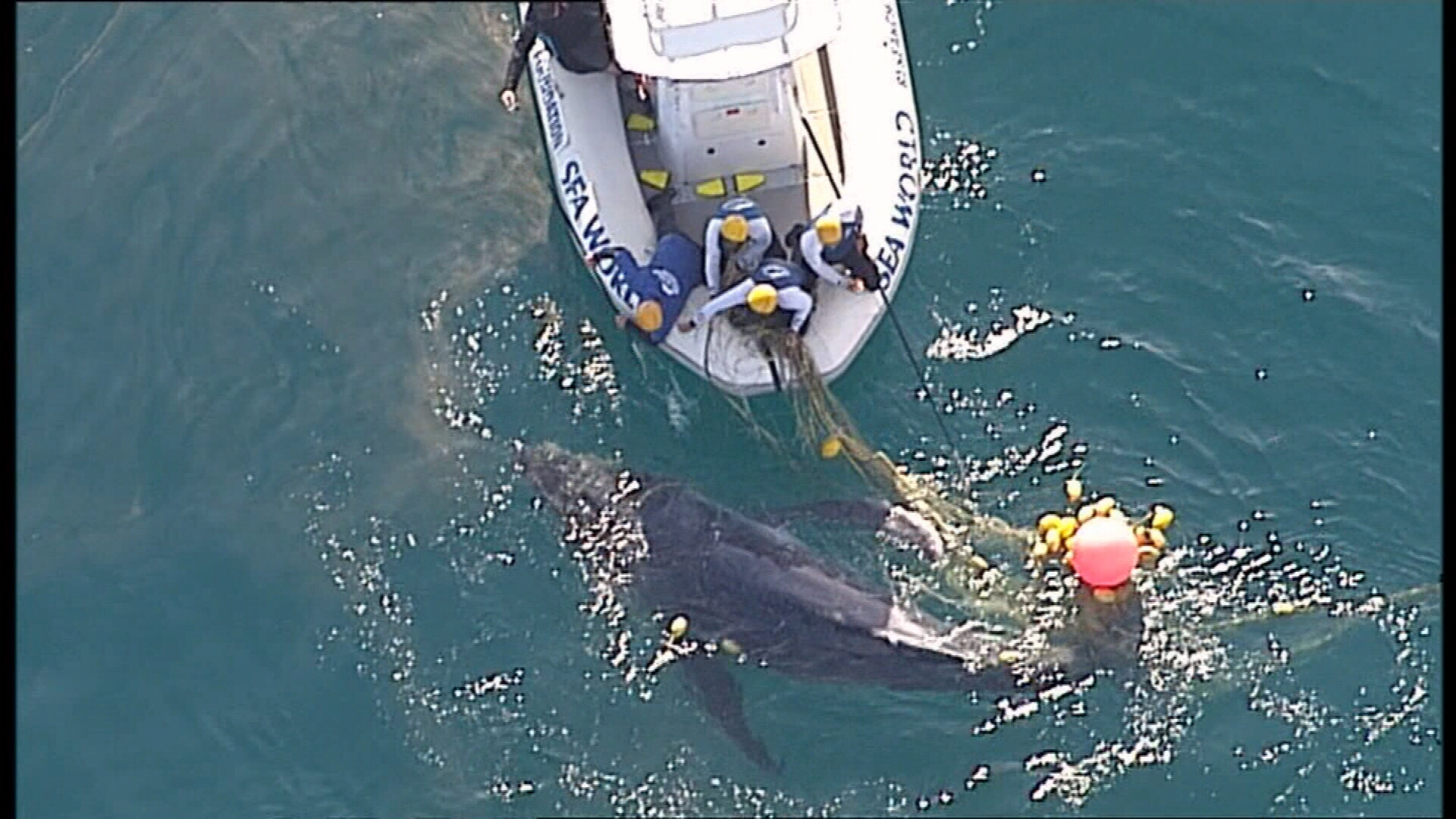 Newborn whale calf rescued from shark net off Gold Coast