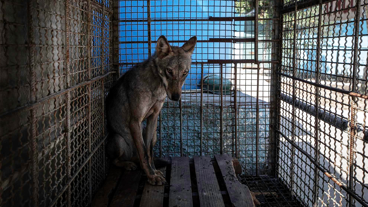 Most of the animals are removed their. Животные в плохих условиях. Частный зоопарк. Южная Корея зоопарк.