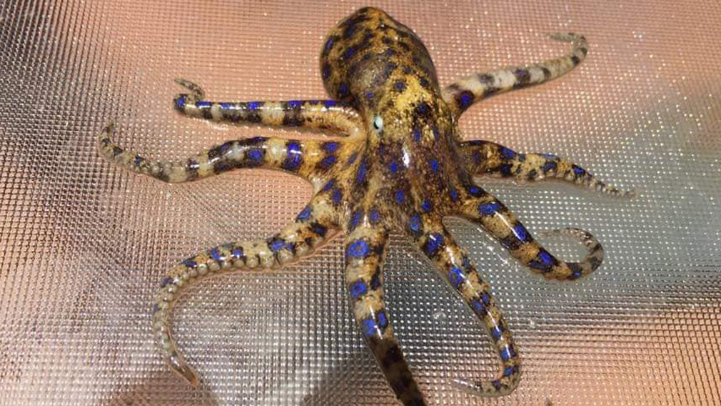 Blue-ringed Octopus Wallpapers - Wallpaper Cave