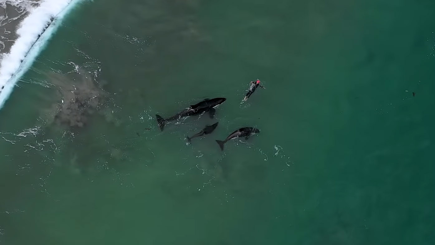 Swimming with killer whales New Zealand woman has close encounter in