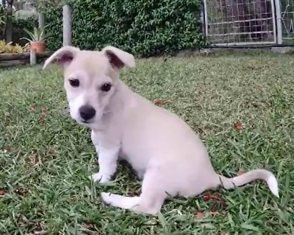 Snake Attacks Dog Brisbane Woman Wrestles 1 2m Carpet Python Off